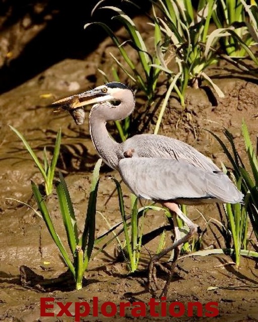 Great Blue Heron with Fish 5767_WM