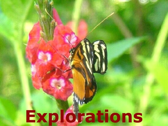 butterfly_costa_rica_pictur_WM